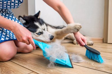 Bir kadın evde faraş ve süpürgeyle köpek derisi yüzdükten sonra köpek kılı temizliyor. Evde köpek kılı temizliyorum. Hayvan bakımı.