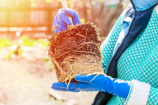 Tukang Kebun Memegang Tangan Tanaman Rumahan Disiapkan Untuk Transplantasi Dalam — Stok Foto