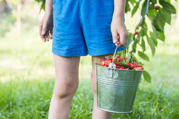 Seorang Anak Laki Laki Memegang Ember Logam Dengan Buah Ceri — Stok Foto