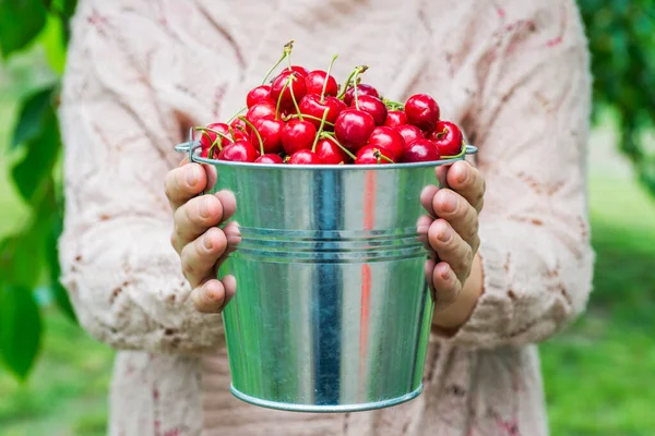 A woman is holding metal bucket with freshly picked cherries. A girl is holding a bucket with juicy ripe cherries.