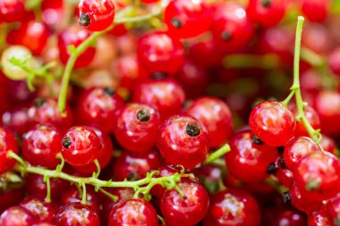 Arka plan olarak kırmızı frenk üzümü böğürtlenleri. Frenk üzümü hasadı.