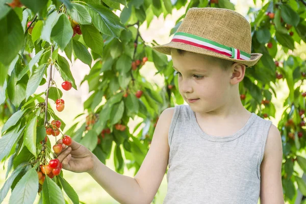 Anak Kecil Memetik Ceri Matang Dari Pohon Kebun Ceri Anak — Stok Foto