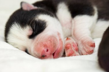 Uyuyan bir Sibirya Husky köpeğinin namlusuna yakın plan. Beyaz bir yatak örtüsünde uyuyan köpek yavrusu.