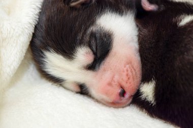 Uyuyan bir Sibirya Husky köpeğinin namlusuna yakın plan. Beyaz bir yatak örtüsünde uyuyan köpek yavrusu.