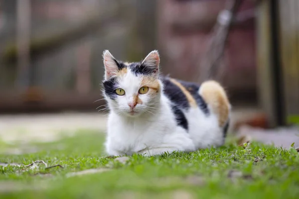A cute cat is lying on green grass and looking at camera. A cat outdoors.