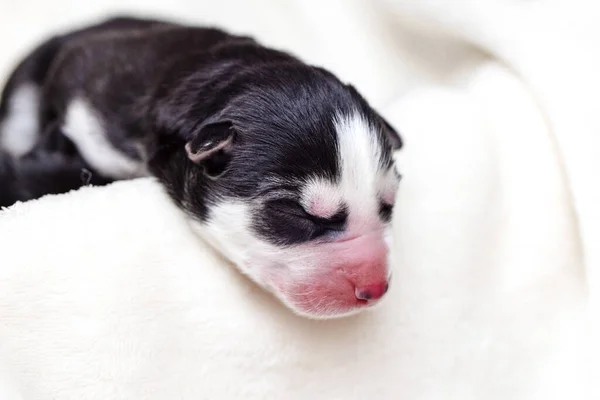 Dormire Cucciolo Siberiano Husky Appena Nato Neonato Cucciolo Addormentato — Foto Stock