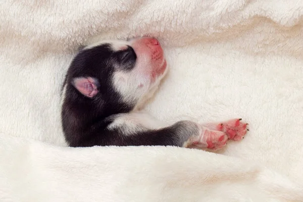 一只熟睡的西伯利亚哈士奇小狗的特写 睡在白色床罩上的小狗 — 图库照片