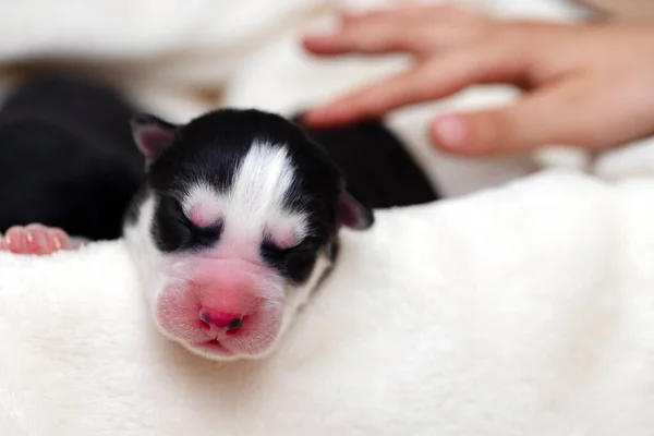 Dormire Cucciolo Siberiano Husky Appena Nato Neonato Cucciolo Addormentato — Foto Stock