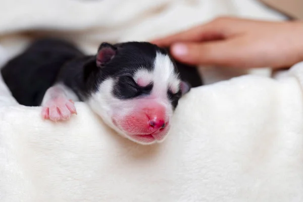 Dormire Cucciolo Siberiano Husky Appena Nato Neonato Cucciolo Addormentato — Foto Stock