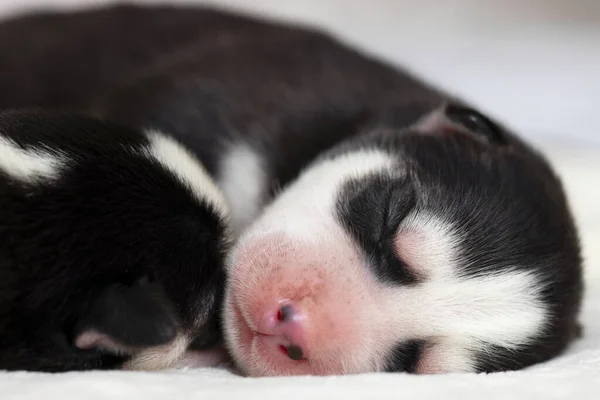 Close Focinho Cachorro Husky Siberiano Adormecido Cãozinho Adormecido Uma Colcha — Fotografia de Stock