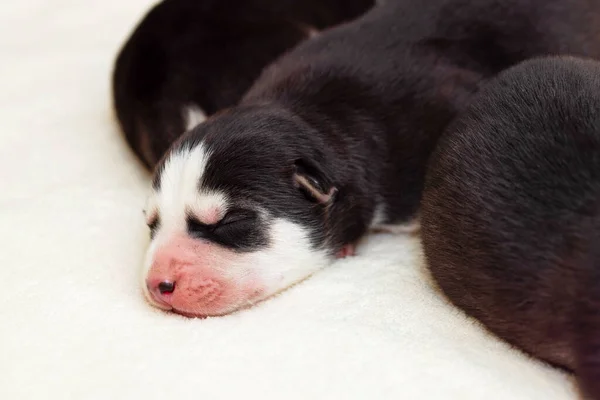 Dormire Cuccioli Siberiani Husky Appena Nati Neonato Cucciolo Addormentato — Foto Stock