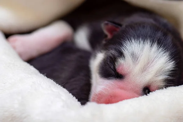 Dormire Cuccioli Siberiani Husky Appena Nati Neonato Cucciolo Addormentato — Foto Stock