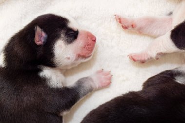 Uyuyan yeni doğmuş Sibirya Husky yavruları. Yeni doğan uyuyan köpek yavrusu.