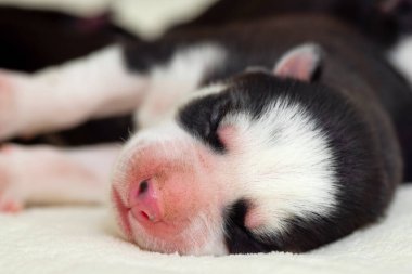 Uyuyan bir Sibirya Husky köpeğinin namlusuna yakın plan. Beyaz bir yatak örtüsünde uyuyan köpek yavrusu.