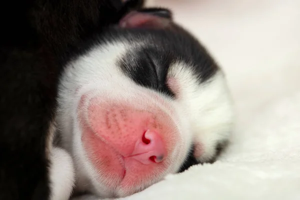 Primer Plano Del Hocico Cachorro Husky Siberiano Dormido Cachorro Dormido —  Fotos de Stock