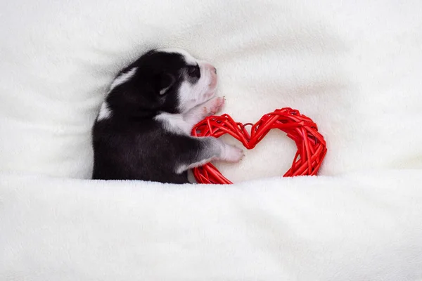 Cute Siberian Husky Puppy Sleeps Red Heart White Fluffy Background — Stock Photo, Image
