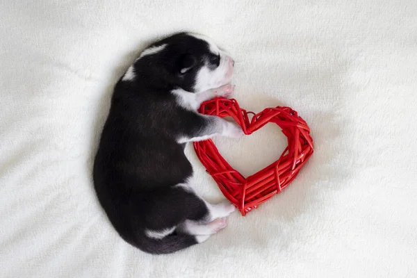 Cute Siberian Husky Puppy Sleeps Red Heart White Fluffy Background — Stock Photo, Image