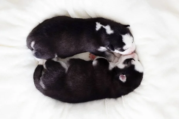 Dois Cachorros Adormecidos Sibéria Husky Estão Dormindo Cobertor Branco Bonitos — Fotografia de Stock