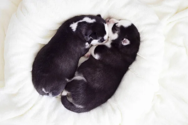 Due Cuccioli Dormienti Siberian Husky Dormono Una Coperta Bianca Carino — Foto Stock