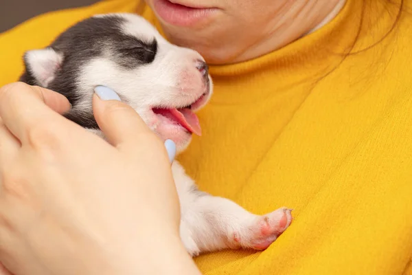 Una Donna Sta Tenendo Braccio Cucciolo Husky Appena Nato Femmina — Foto Stock