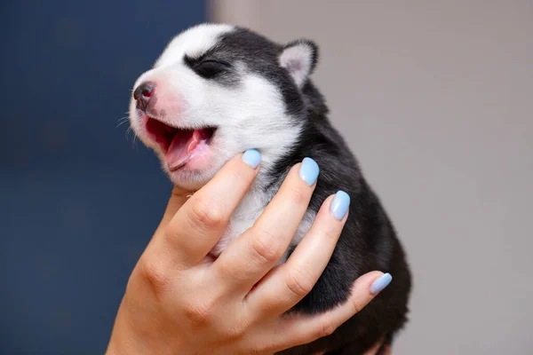 Hundewelpen Auf Weiblichen Händen Frauenhände Halten Neugeborene Husky Welpen Pflegekonzept — Stockfoto