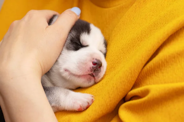 Woman Holding Newborn Husky Puppy Female Hugs Little Puppy Pet — Stock Photo, Image