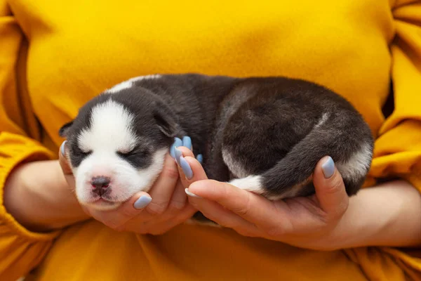 Cane Cucciolo Dorme Mani Femminili Mani Delle Donne Tengono Braccio — Foto Stock