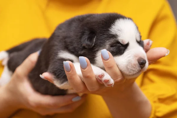Puppy Hond Slaapt Vrouwelijke Handen Vrouwelijke Handen Houden Pasgeboren Husky — Stockfoto