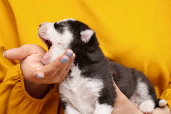 Hundewelpen Auf Weiblichen Händen Frauenhände Halten Neugeborene Husky Welpen Pflegekonzept — Stockfoto