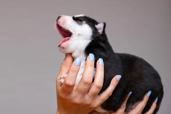 Štěňátko Ženských Rukou Ženy Drží Ruce Novorozeně Husky Štěně Koncept — Stock fotografie