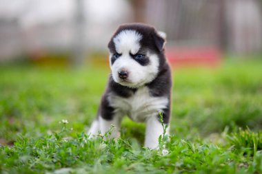 Yavru kurt parktaki yeşil çimlerde koşar. Husky köpek yavrusu