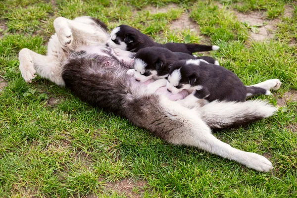 Cachorros Pequenos Chupando Mamilos Mães Deitado Grama Verde Amamentação Cães — Fotografia de Stock