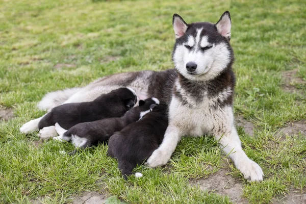 Cachorros Pequenos Chupando Mamilos Mães Deitado Grama Verde Amamentação Cães — Fotografia de Stock