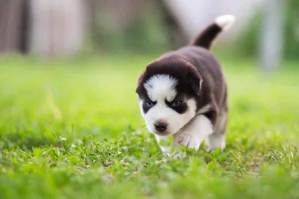 Cachorro Husky Corre Sobre Hierba Verde Parque Husky Cachorro Aire —  Fotos de Stock