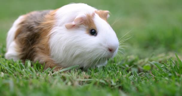 豚鼠在草坪上走着 吃着绿草 几内亚猪在花园里的绿草上 — 图库视频影像