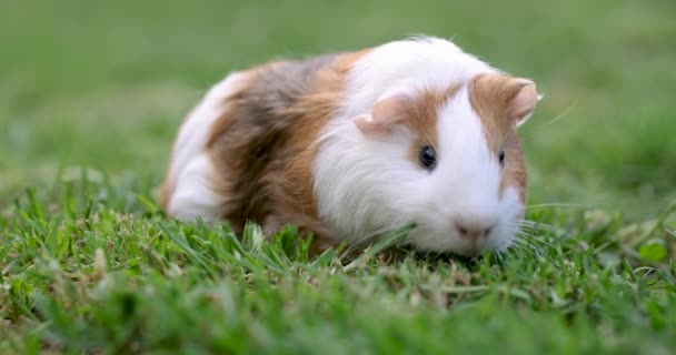 Cochon Guinée Mange Herbe Verte Marchant Sur Pelouse Cochon Guinée — Video