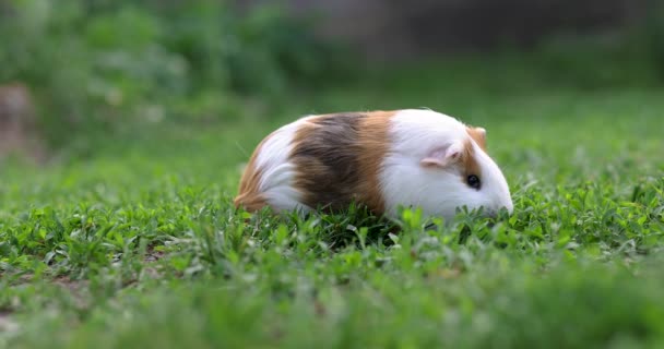 Porco Guiné Come Erva Verde Relvado Porco Guiné Grama Verde — Vídeo de Stock