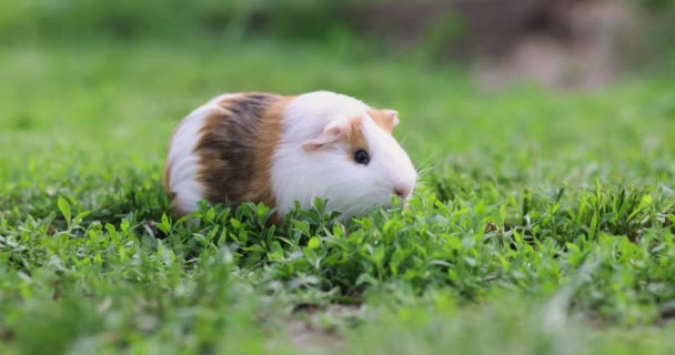 Cerdo Guinea Come Hierba Verde Caminando Por Césped Cerdo Indias — Vídeos de Stock