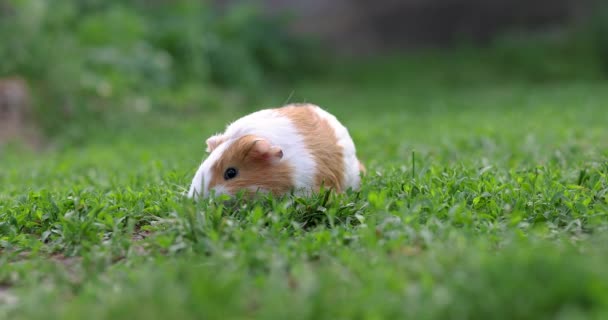 Cochon Guinée Mange Herbe Verte Marchant Sur Pelouse Cochon Guinée — Video