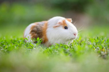 A guinea pig or cavy sitting in the green grass. Guinea pig walking on the lawn. clipart