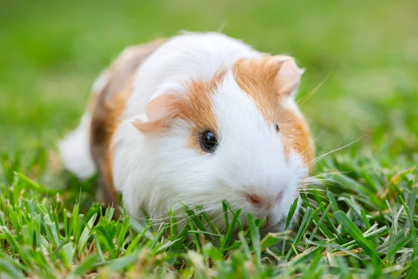 Yeşil çimenlerde oturan bir kobay ya da mağara faresi. Çimenlerde yürüyen kobay faresi.