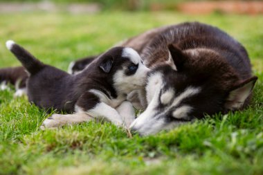 Küçük sevimli köpek yavruları bahçedeki bir çayırda ya da parkta köpeğiyle oynuyorlar..