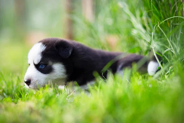 Husky Chiot Trouve Dans Herbe Verte Dans Parc Chiot Husky — Photo