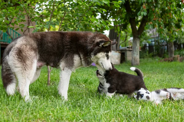 Niedliche Kleine Husky Welpen Spielen Mit Ihrer Hundemutter Freien Auf — Stockfoto