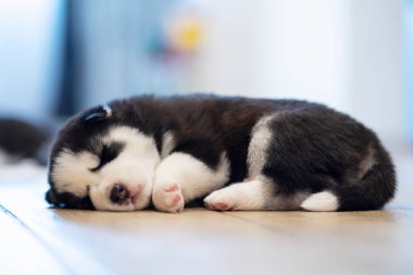 Siyah ve beyaz köpek yavrusu bir evde ya da dairede yerde dinleniyor. Evcil hayvanlar.