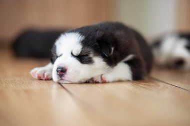 Siyah ve beyaz köpek yavrusu bir evde ya da dairede yerde dinleniyor. Evcil hayvanlar.