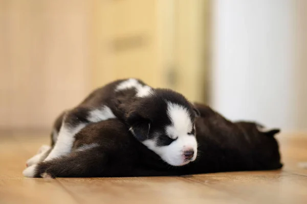 Černobílá Husky Štěňátka Odpočívající Podlaze Domě Nebo Bytě Domácí Mazlíčci — Stock fotografie