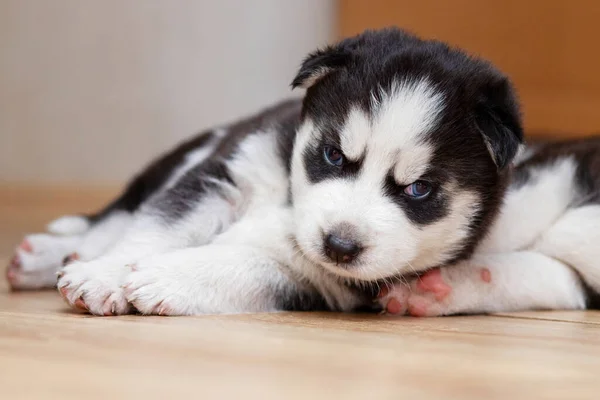 黑色和白色的哈士奇小狗躺在房子或公寓的地板上 室内宠物 — 图库照片