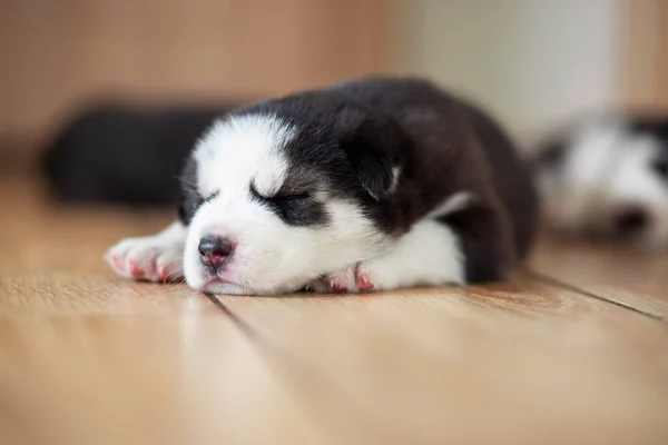 黑色和白色的哈士奇小狗躺在房子或公寓的地板上 室内宠物 — 图库照片