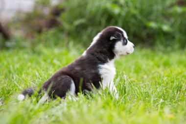 Sibirya 'da yaz günü yeşil çimlerde oturan mavi gözlü şirin, iri yapılı bir köpek yavrusu..